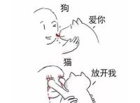 有一些瞬间，让人感觉养狗比养猫要好一些！