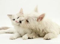 如何养猫又养狗还能和谐相处可以看看这篇文章