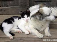 如何养猫又养狗还能和谐相处可以看看这篇文章