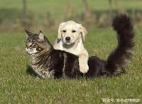 如何养猫又养狗还能和谐相处可以看看这篇文章