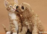 如何养猫又养狗还能和谐相处可以看看这篇文章