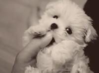 20张猫狗的行为对比图，养狗和养猫就像同一时空的不同故事线