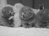 20张猫狗的行为对比图，养狗和养猫就像同一时空的不同故事线