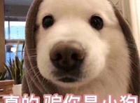 “养狗”和“养猫”，体验感是天差地别的