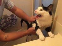 “养狗”和“养猫”，体验感是天差地别的