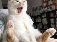 “养狗”和“养猫”，体验感是天差地别的