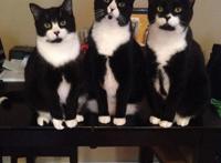 为何比起养狗更爱养猫？看完照片后，网友：猫可爱到犯规