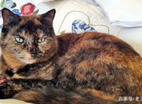 为何比起养狗更爱养猫？看完照片后，网友：猫可爱到犯规