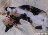 为何比起养狗更爱养猫？看完照片后，网友：猫可爱到犯规