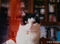 为何比起养狗更爱养猫？看完照片后，网友：猫可爱到犯规
