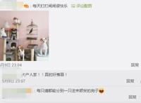 养猫又养狗是一种什么样的体验？评论区的人开始心疼狗子……