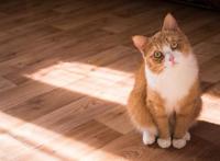 养猫还是养狗？调查显示，它才是最受欢迎的都市宠物