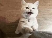 养猫还是养狗？调查显示，它才是最受欢迎的都市宠物