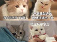 养猫还是养狗？调查显示，它才是最受欢迎的都市宠物