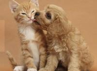 家里同时养狗和猫，是什么体验？