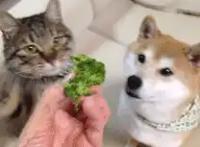 家里同时养狗和猫，是什么体验？