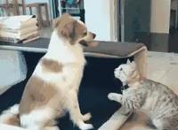 家里同时养狗和猫，是什么体验？