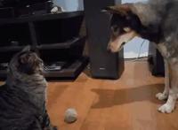 家里同时养狗和猫，是什么体验？