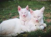 看到这些超萌的猫咪亲子照，不管你怎样，反正我被治愈了！