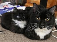 看到这些超萌的猫咪亲子照，不管你怎样，反正我被治愈了！