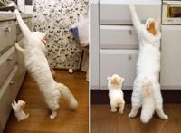 看到这些超萌的猫咪亲子照，不管你怎样，反正我被治愈了！