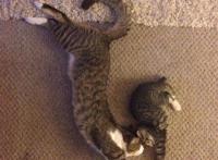 看到这些超萌的猫咪亲子照，不管你怎样，反正我被治愈了！