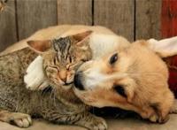 主人养猫又养狗是一种怎样的体验呢？一般人应该回答不出来