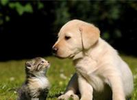 主人养猫又养狗是一种怎样的体验呢？一般人应该回答不出来