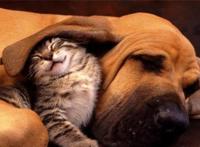 主人养猫又养狗是一种怎样的体验呢？一般人应该回答不出来