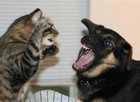 主人养猫又养狗是一种怎样的体验呢？一般人应该回答不出来