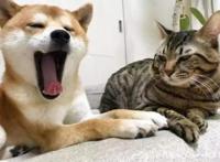 为什么比起养狗，早出晚归的上班族更适合养猫