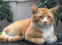 为什么比起养狗，早出晚归的上班族更适合养猫