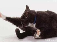 为什么比起养狗，早出晚归的上班族更适合养猫