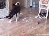 为什么比起养狗，早出晚归的上班族更适合养猫