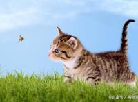 论养宠物的幸福感，养狗的要比养猫的铲屎官高两倍