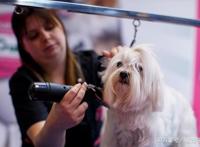 论养宠物的幸福感，养狗的要比养猫的铲屎官高两倍