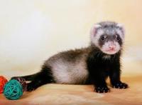 养猫养狗太平常，现在很多人开始养起了这种外表奇特的“小精灵”