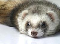 养猫养狗太平常，现在很多人开始养起了这种外表奇特的“小精灵”