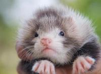 养猫养狗太平常，现在很多人开始养起了这种外表奇特的“小精灵”