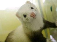 养猫养狗太平常，现在很多人开始养起了这种外表奇特的“小精灵”