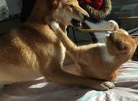 养猫与养狗之间，最大的区别都在这里了