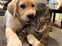 养猫与养狗之间，最大的区别都在这里了