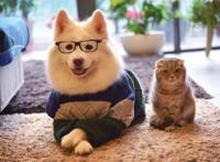 养猫与养狗之间，最大的区别都在这里了