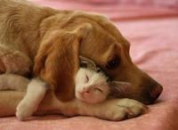 养猫与养狗之间，最大的区别都在这里了