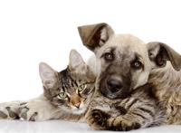 养猫养狗后都会越养越喜欢，但身边的人却……