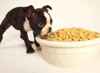 养猫养狗后都会越养越喜欢，但身边的人却……