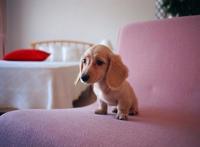 养猫养狗后都会越养越喜欢，但身边的人却……