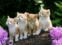 养猫养狗后都会越养越喜欢，但身边的人却……