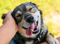 养狗和养猫，哪种让你更快乐？终于有答案了！