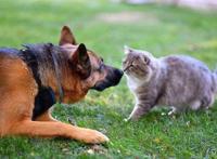 猫和狗相比，谁能带给主人更多的快乐？两者都能，只是方式不同